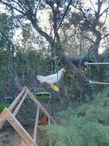 Chickens love playing on their swings