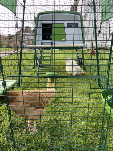 Cookie & bubbles love their new house.