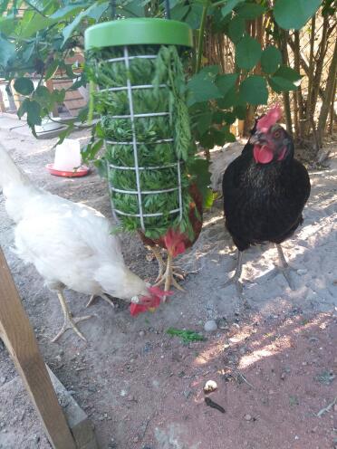 These chickens love snacking from their caddi!