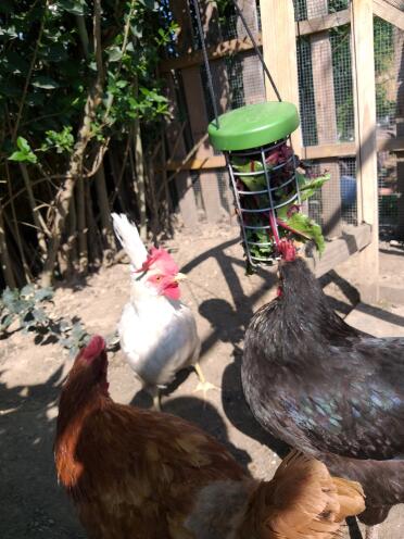 Chickens love eating their greens from the caddi!