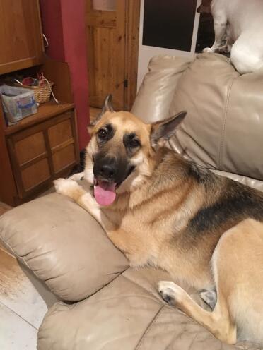 Max is such a happy pup!