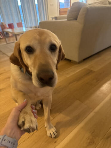 Mijn hond