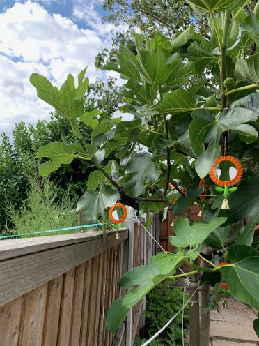 Successful so far at upsetting squirrels and protecting growing figs!