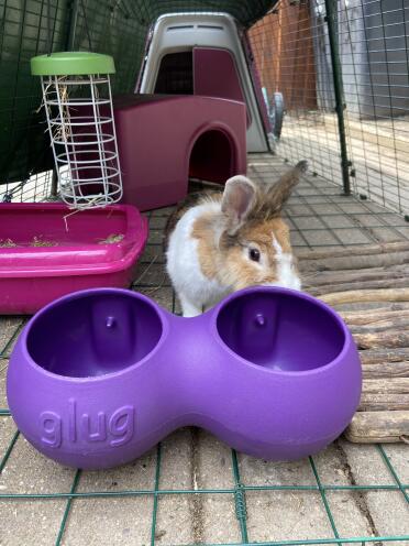 A rabbit drinking from an Omlet drinker in an Eglu Go hutch.
