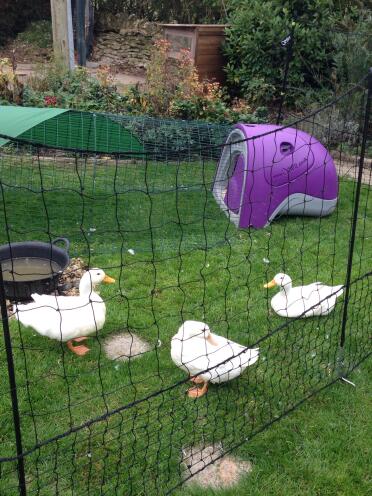 Eglu and netting