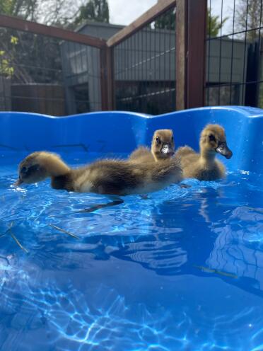 Ducklings love a dip on a hot day!