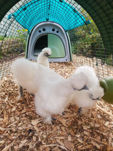 My cute silkie girls in their new run! 