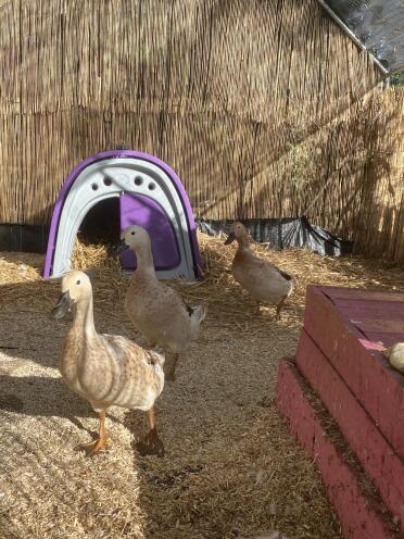 Duck house