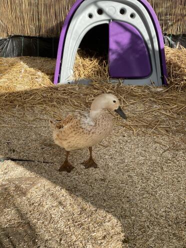 Duck house purple