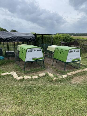 The chicken compound 