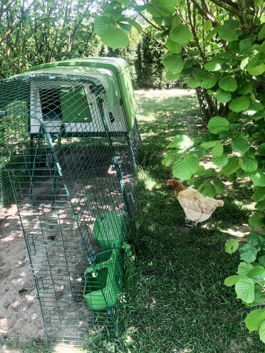 What a happy hen roaming around their garden!