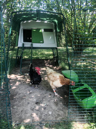 Chickens love to snack throughout the day!
