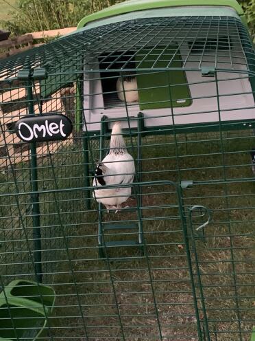 Omlet Green Eglu Cube Large Chicken Coop and Run