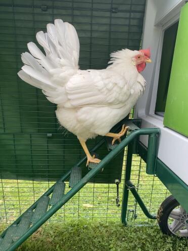 Time to head in the coop
