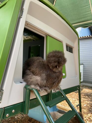 One of the fluffiest chickens out there!