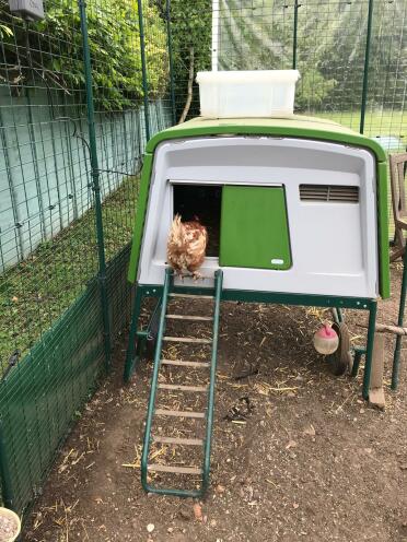 Our new rescue chicken checking out her new home!