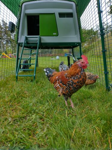 Chickens are safe from fox attacks thanks to the anti-tunnel skirt
