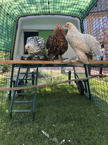 Chickens are such friendly pets.