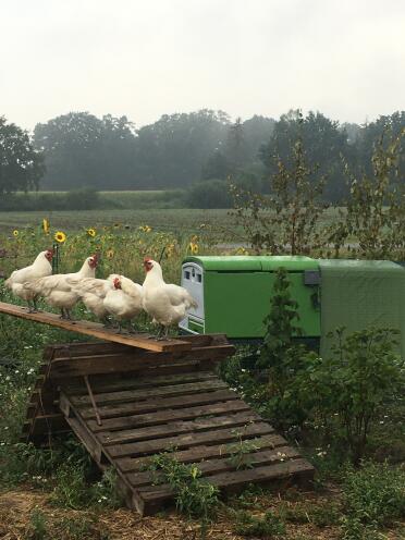 There is plenty of space for your hens in the large Omlet coop!