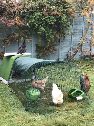 Feeder, drinker and shade are included with the purchase of your coop