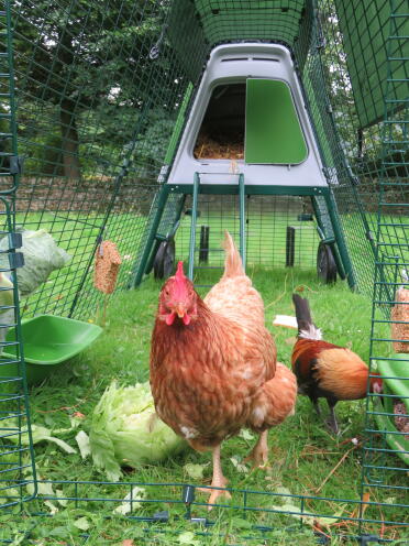 Ich liebe meinen neuen hühnerstall