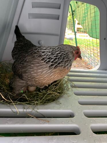 Chickens can safely lay their eggs in the nesting area of the coop