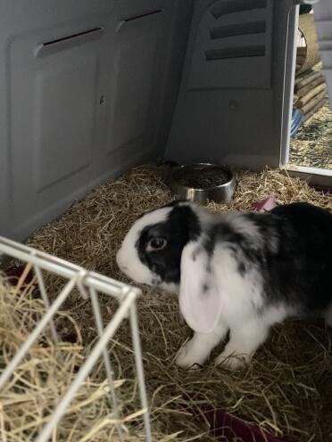 A hay rack to keep your rabbit satiated