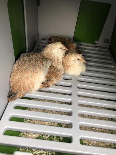 The Eglu Cube chicken coop is very spacious
