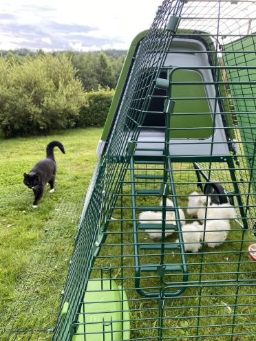 Your chickens are protected from predators in their run