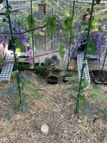 Il glamping per le galline 