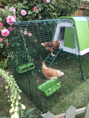 Mabel and Gertie getting to know their new home 