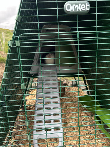 Peeping out