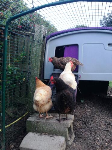 Eglu Cube huhn stau lila Eglu Cube
