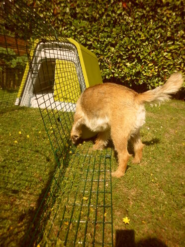 New Eglu - Very Eggsciting!!!