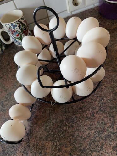 Black egg skelter with eggs