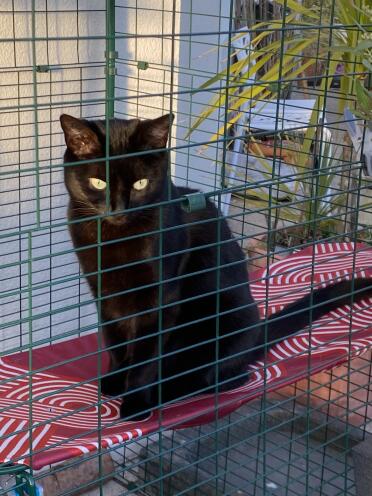 Tia monitoring the birds from her shelf