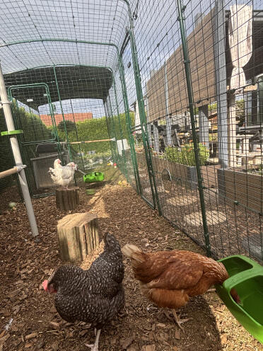 My chickens' corner of paradise 