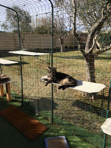 Cat laying on Omlet fabric cat shelf in Omlet catio