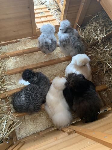 My new brood.just arrived today????