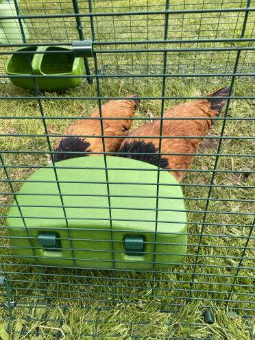 Feeding in harmony