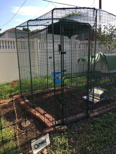 Fence in foreground + Enclosed yard + Eglu Go-up