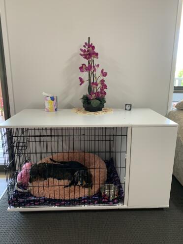 A mini dachshund safely tucked up inside an Omlet Fido Studio dog crate.