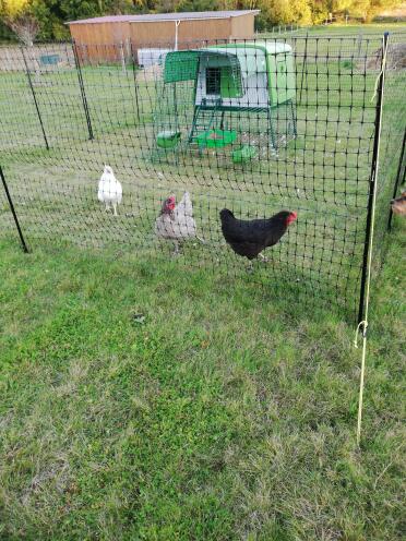 The fencing is high enough to prevent chickens from flying over it