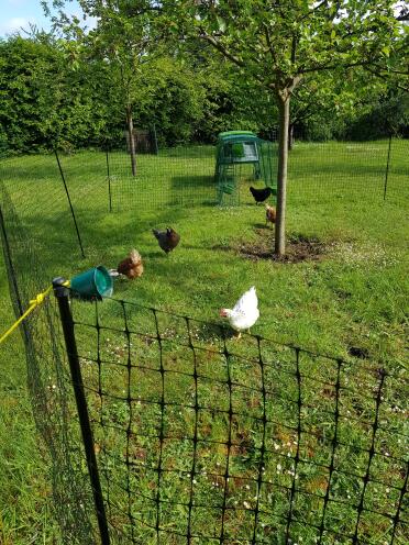 The net is strong enough not to be pecked