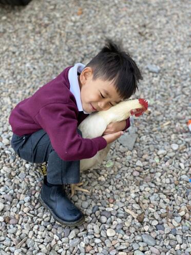 First day back at school, and has to tell his favourite chicken he will miss her.