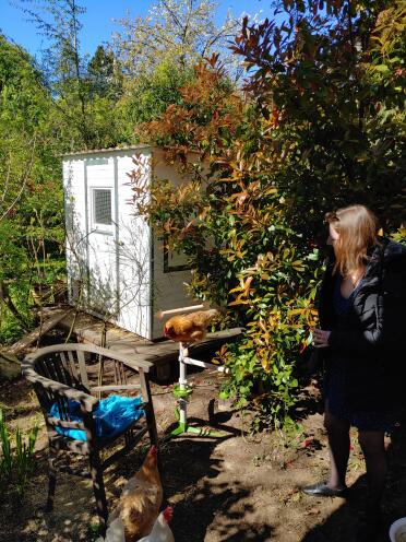 A chicken trying out his new perches in a garden
