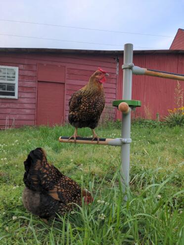 Some variety for your chickens