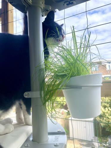 Les babbles peuvent facilement manger dans l'herbe tout en observant les oiseaux.