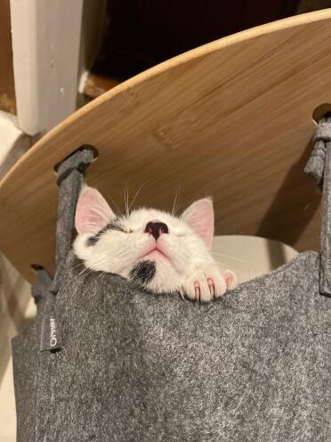 A perfect place for a snooze