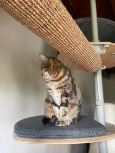 A purrfect place to rest